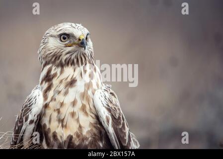 Porträt eines raubbeinigen Buzzard, Buteo lagopus. Nahaufnahme. Stockfoto