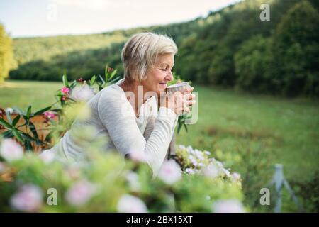 Ältere Frau mit Kaffee im Freien auf einer Terrasse im Sommer. Stockfoto