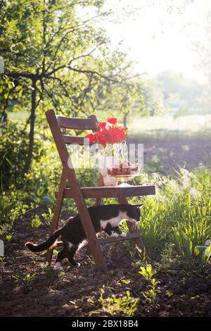 Stillleben - Vase mit Mohnblumen, Erdbeeren und Katze auf einem Vintage Holzstuhl im Garten. Atmosphäre und Stimmung Stockfoto