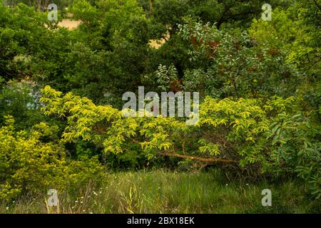 Regionaler Naturpark 'Sorgenti del Pescara' Stockfoto