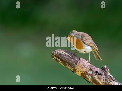 Europäischer Rotkehlchen Erithacus rubecula auf der Suche nach Nahrungsquelle durch Barschen auf einem Aussichtspunkt. Norfolk Garden UK. Stockfoto