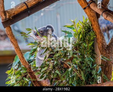 Koala in einem Baum in der Koala-Naturschutzgesellschaft für verletzte Koalas Stockfoto