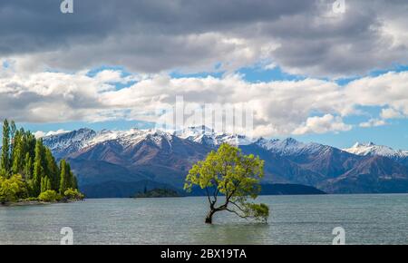 Blick über den Wanaka See mit dem berühmten Wanaka Baum im Wasser und im Hintergrund Berge mit Gletschern Stockfoto