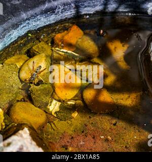 Wasserschale im Garten für Tiere, Vögel und Insekten. Eine Wespe, die dort wegen der extremen Hitze trinkt. Stockfoto