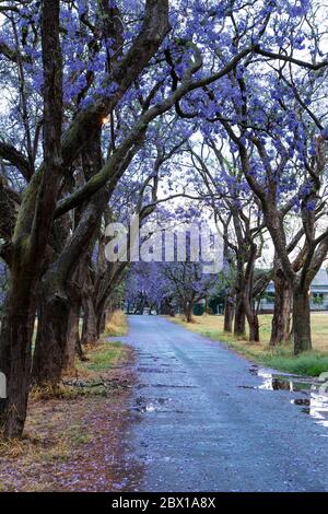 Blühende Jacaranda Bäume nach dem Regen Stockfoto