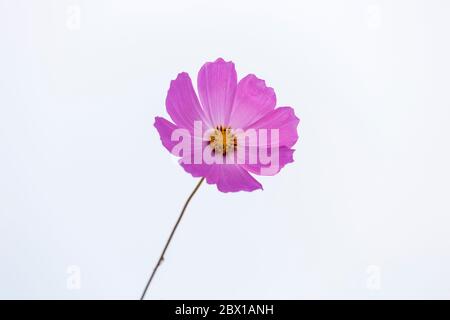 Einzelne rosa Kosmos Blume Stockfoto