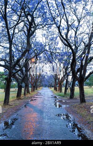 Jacaranda blüht nach dem Regen Stockfoto