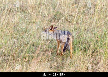 Im Gras der Savanne steht der Schwarzschakal Stockfoto