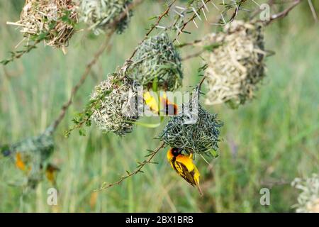 Dorfwebervögel an ihren gewebten Nestern Stockfoto