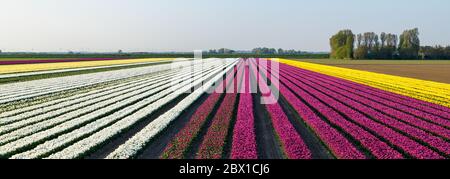 Ein Weitwinkel-Panorama von langen Reihen mit lila, weißen und gelben Tulpen, die in einem Feld auf der Insel Goeree-Overflakkee in den Niederlanden wachsen Stockfoto