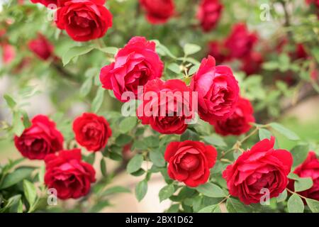 Nahaufnahme des roten Rosenbusches mit vielen Blüten Stockfoto