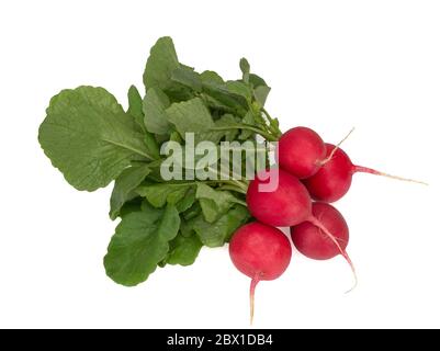 Frische Radieschen isoliert auf weißem Hintergrund Stockfoto