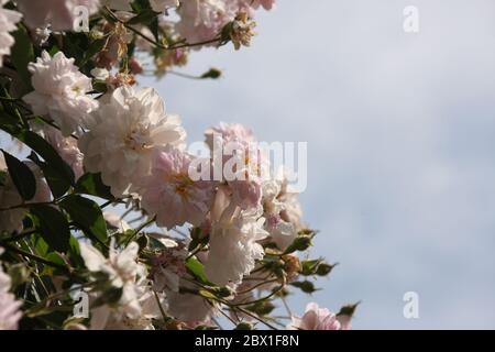 Nahaufnahme von blassrosa Blüten von Stambler oder Kletterrosen vor hellblauem Himmel auf unscharfem Hintergrund Stockfoto