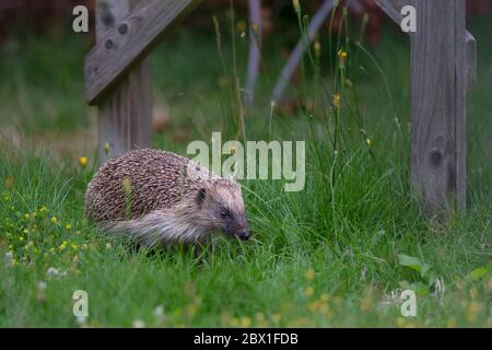 Seitenansicht Nahaufnahme von niedlichen, wilden UK Igel Tier (Erinaceus europaeus) im Freien abgelegen Schnupfen im Gras des UK Garten. Britische Wildtiere Säugetiere. Stockfoto