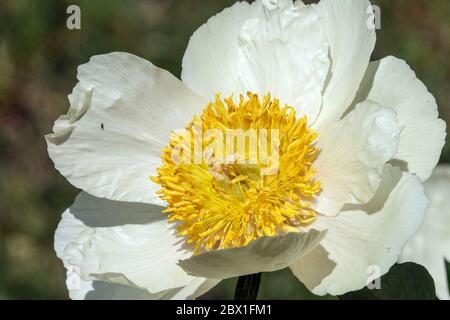 Pfingstrose „Claire de Lune“ Weiße Pfingstrosen Stockfoto