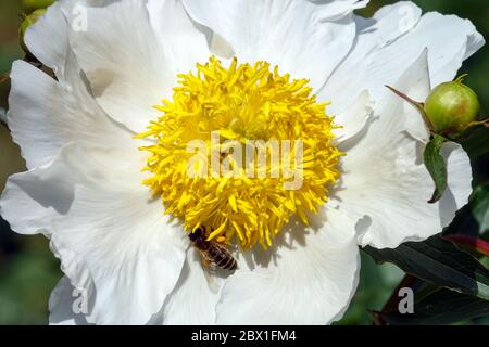 Pfingstrose La Verlobte Weiße Pfingstrose Pfingstrosen Stockfoto