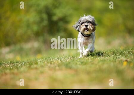 Liebenswert glücklich Bichon Havanese Hund läuft auf einer grünen Wiese vor verschwommenem, schönen, natürlichen Hintergrund an einem sonnigen Tag. Platz für Text Stockfoto