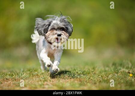 Liebenswert glücklich Bichon Havanese Hund läuft auf einer grünen Wiese vor geschmeicheltem natürlichen Hintergrund an einem sonnigen Tag. Platz für Text Stockfoto