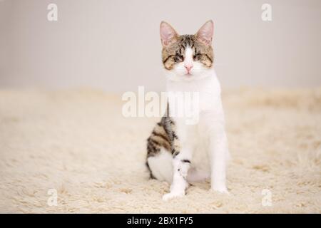 Süß und liebevoll, blind, weiß und braun gestromt Kätzchen sitzt auf einem beige flauschigen Teppich, verlor seine Augen durch eine schwere Feline Herpses Virus Infektion Stockfoto