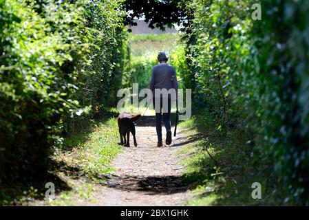 Boughton Monchelsea Village, Kent, Großbritannien. Frau mittleren Alters, die ihren Hund auf einem von Hecken gebundenen Fußweg führt Stockfoto