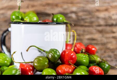 Ziegenpeppers (Capsicum chinense). Gewürze in weißem Metall Becher. Kulinarische Köstlichkeiten. Pode Bode ist eine Pfefferpflanze mit sehr würzigen Früchten in verschiedenen DIS verwendet Stockfoto