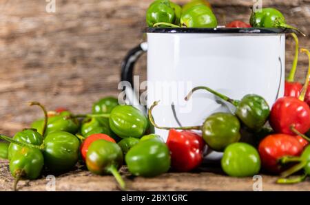 Ziegenpeppers (Capsicum chinense). Gewürze in weißem Metall Becher. Kulinarische Köstlichkeiten. Pode Bode ist eine Pfefferpflanze mit sehr würzigen Früchten in verschiedenen DIS verwendet Stockfoto