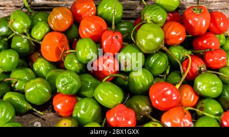 Ziegenpeppers (Capsicum chinense). Einkonservenwürze und Würzmittel. Kulinarische Köstlichkeiten. Pode Bode ist eine Pfefferpflanze mit sehr würzigen Früchten in var verwendet Stockfoto