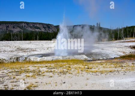 Cliff Geyser bricht im Black Sand Basin im Yellowstone National Park aus. Stockfoto