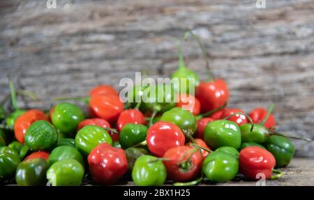 Ziegenpeppers (Capsicum chinense). Einkonservenwürze und Würzmittel. Kulinarische Köstlichkeiten. Pode Bode ist eine Pfefferpflanze mit sehr würzigen Früchten in var verwendet Stockfoto