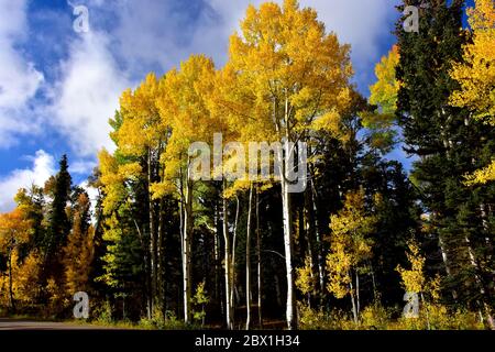 Espen in Herbstfarben, vom nördlichen Rand des Grand Canyon, Nord-Arizona. Stockfoto