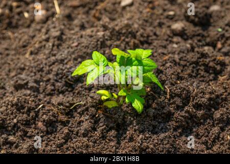 Tomate wächst im Boden. Gartenarbeit. Stockfoto