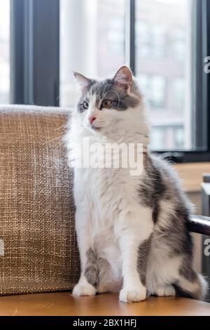 Eine grau-weiße Katze sitzt auf einem orangefarbenen Sessel mit Fensterlicht, das dahinter einströmt. Stockfoto