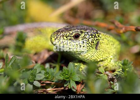 Sandeidechse (Lacerta agilis), männlich, Porträt, Nordrhein-Westfalen, Deutschland Stockfoto