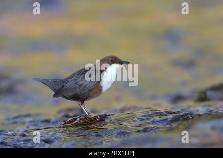 Weißreiher-Wasserampfer (Cinclus cinclus) auf dem Wasser mit Beute im Schnabel, Nordrhein-Westfalen, Deutschland Stockfoto