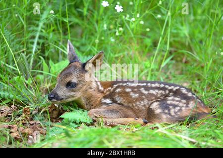 Europäischer Reh-Deerkitz (Capreolus capreolus), ausrangiert, wenige Tage altes Rehkitz liegt auf einer Wiese, Nordrhein-Westfalen, Deutschland Stockfoto