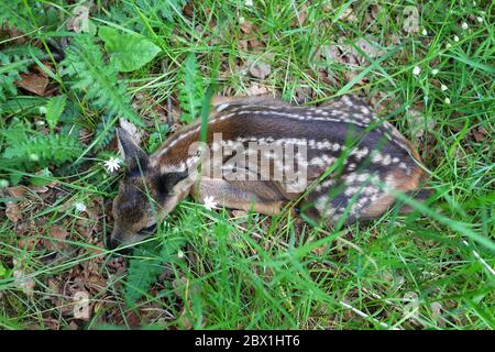 Europäischer Reh-Deerkitz (Capreolus capreolus), ausrangiert, wenige Tage altes Rehkitz liegt auf einer Wiese, Nordrhein-Westfalen, Deutschland Stockfoto