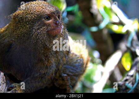 Erwachsenes Pygmäenmarmoset (Cebuella pygmaea), das auf dem Ast steht Stockfoto