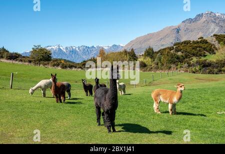 Alpakas (Vicugna pacos) auf einer Weide, in der Nähe von Queenstown, Otago, Südinsel, Neuseeland Stockfoto