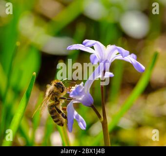 Honigbiene (APIs mellifera) auf Schneelosblüte (Chionodoxa luciliae), Oberbayern, Bayern, Deutschland Stockfoto