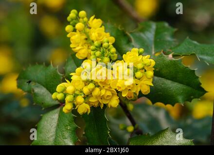 Blüten von Gemeine Mahonia (Berberis aquifolium), Oberbayern, Bayern, Deutschland Stockfoto