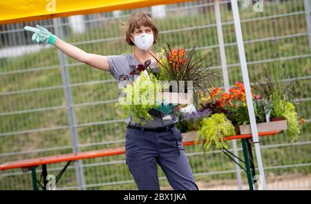 04. Juni 2020, Bayern, Ingolstadt: Ein Mitarbeiter der Landesgartenschau verteilt Blumen an einem Drive-in-Schalter. Rund 27000 Sommerblumen, die aufgrund der Corona Pandemie in diesem Jahr nicht mehr auf dem Gelände der Landesgartenschau gepflanzt werden können, werden kostenlos verteilt. Die Landesgartenschau wurde auf 2021 verschoben. Foto: Sven Hoppe/dpa Stockfoto