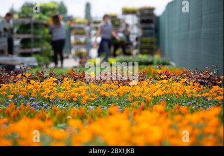 04. Juni 2020, Bayern, Ingolstadt: Mitarbeiter der Landesgartenschau sortieren Blumen für einen Drive-in-Schalter. Rund 27000 Sommerblumen, die aufgrund der Corona-Pandemie in diesem Jahr nicht mehr auf dem Gelände der Landesgartenschau gepflanzt werden können, werden kostenlos verteilt. Die Landesgartenschau wurde auf 2021 verschoben. Foto: Sven Hoppe/dpa Stockfoto