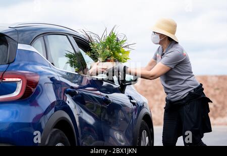 04. Juni 2020, Bayern, Ingolstadt: Mitarbeiter der Landesgartenschau verteilen Blumen an einem Drive-in-Schalter. Rund 27000 Sommerblumen, die aufgrund der Corona Pandemie in diesem Jahr nicht mehr auf dem Gelände der Landesgartenschau gepflanzt werden können, werden kostenlos verteilt. Die Landesgartenschau wurde auf 2021 verschoben. Foto: Sven Hoppe/dpa Stockfoto