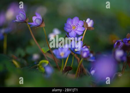 Blaues Leberkraut (Hepatica nobilis), Bayern, Deutschland Stockfoto