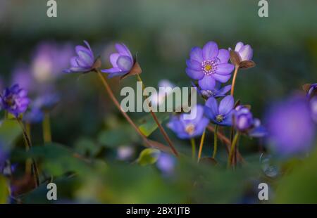 Blaues Leberkraut (Hepatica nobilis), Bayern, Deutschland Stockfoto