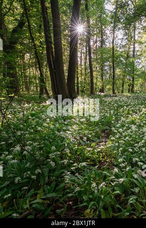 Gemischter Laubwald im Frühjahr, blühende Ramsons (Allium ursinum) auf Waldboden, Perlacher Forst, Bayern, Deutschland Stockfoto