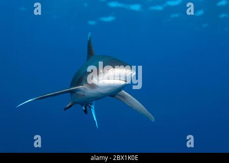 Ozeanischer Weißspitzenhai (Carcharhinus longimanus) von vorne, Great Barrier Reef, UNESCO-Weltkulturerbe, Korallenmeer, Pazifischer Ozean, Australien Stockfoto