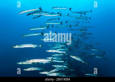 Schwarm von Fischen Schwarzflossen barracudas (Sphyraena qenie), Schwimmen im blauen Wasser, Great Barrier Reef, UNESCO-Welterbe, Korallenmeer, Pazifik Stockfoto