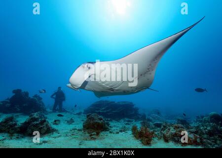 Taucher beobachten Riff Manta Rochen (Mobula alfredi), Great Barrier Reef, UNESCO-Weltkulturerbe, Korallenmeer, Pazifik, Australien Stockfoto