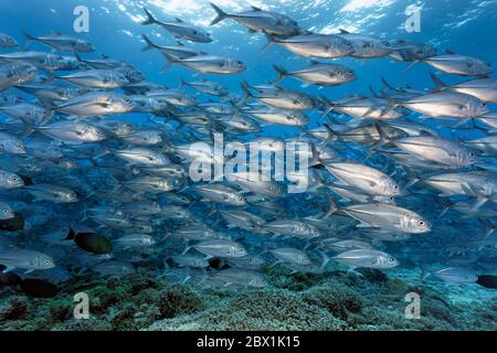 Fischschwarm Bigeye trevallies (Caranx sexfasciatus) schwimmt über Korallenriff, Great Barrier Reef, UNESCO-Welterbe, Korallenmeer, Pazifik, Australien Stockfoto